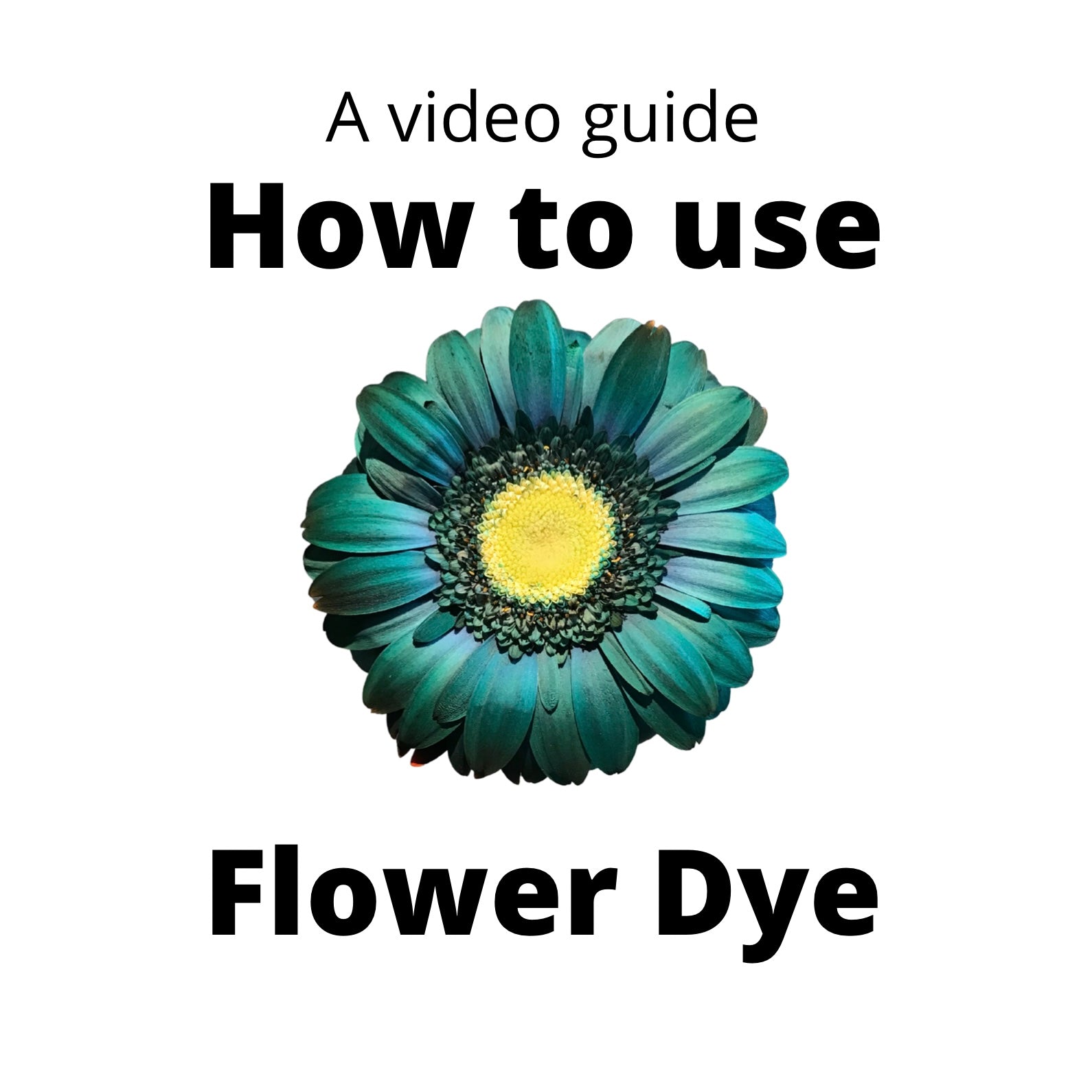 how-to-use-flower-dye-the-flower-lab