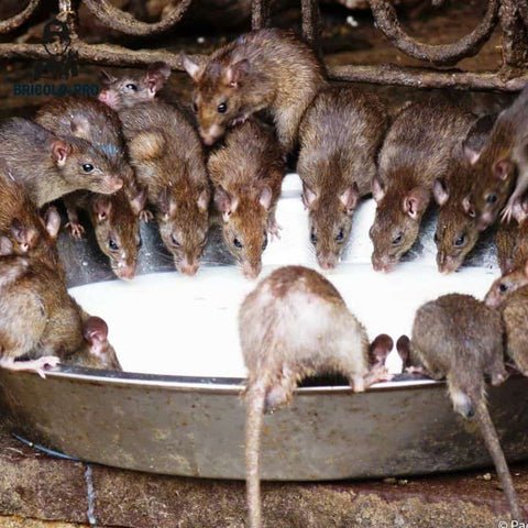 Piège à souris Optinum® - Piège à souris - 6 pièces - Piège à souris -  Extra fort 