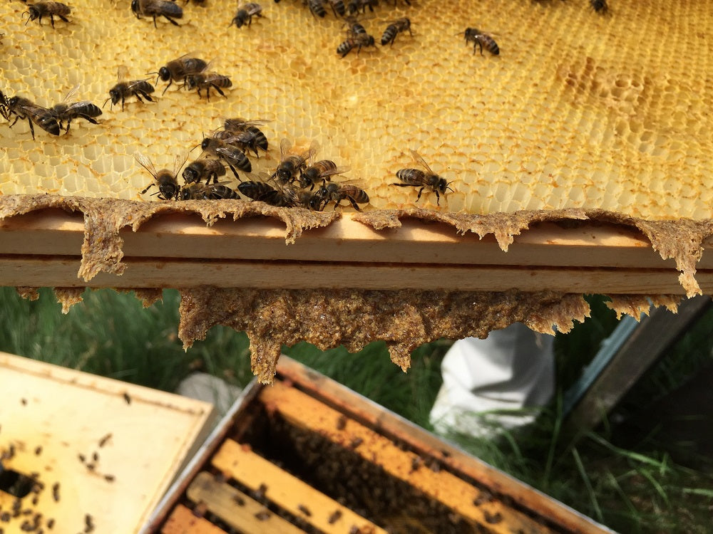 Propolis on a hive frame in a beehive