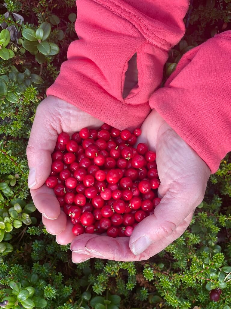 Lingonberries in the forest from Arctic Legacy