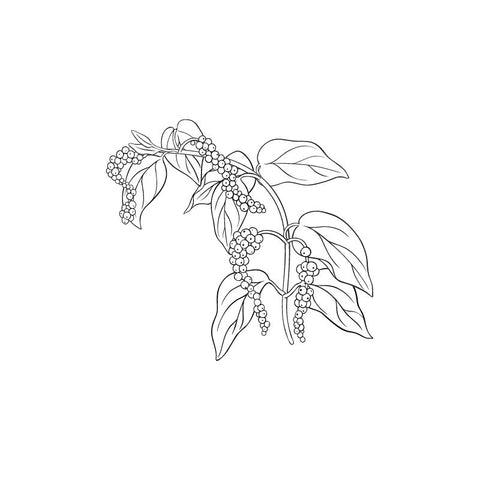 black and white drawing of blackpepper tree