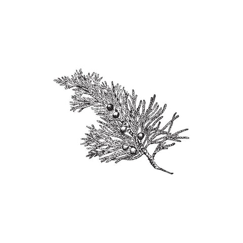 black and white drawing of juniper needle branch by Wild Planet Aromatherapy