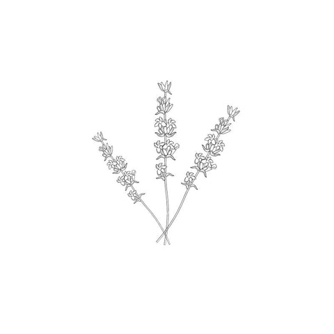 black and white drawing of three sprigs of lavender by Wild Planet Aromatherapy