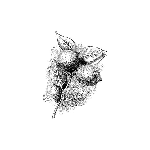 black and white drawing of two limes an leaves by Wild Planet Aromatherapy