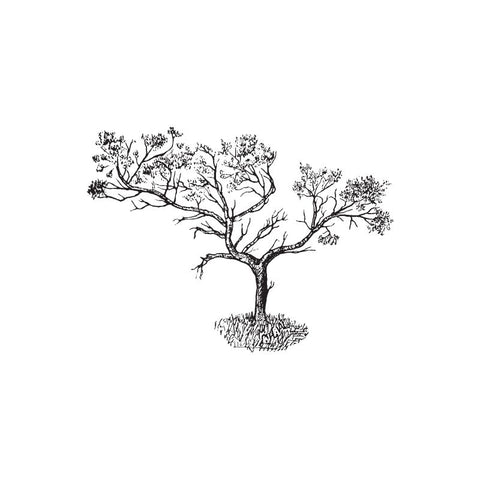 black and white drawing of a frankincense tree by Wild Planet Aromatherapy