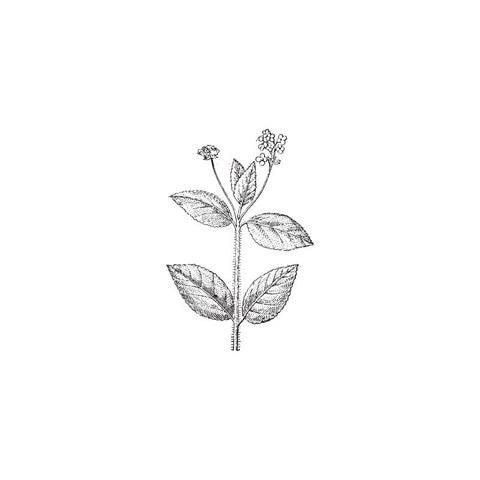 black and white drawing of verbena plant by Wild Planet Aromatherapy