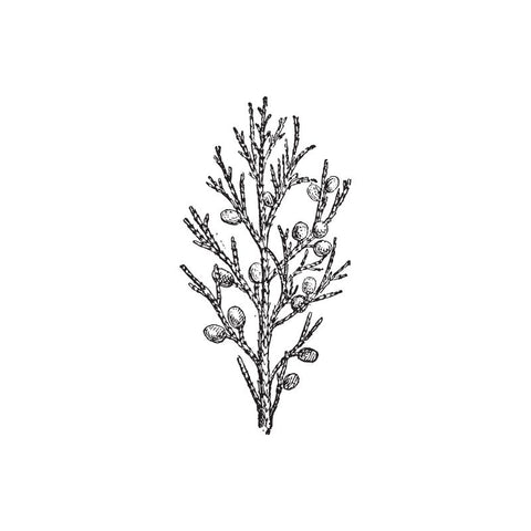 black and white drawing of may chang Litsea cubeba shrub by Wild Planet Aromatherapy