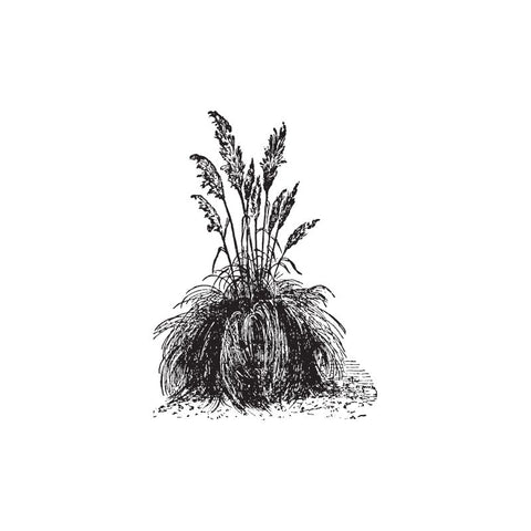 black and white drawing of palmarosa plant by Wild Planet Aromatherapy