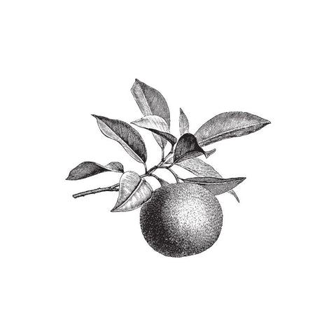 back and white drawing of petitgrain from the bitter orange tree by Wild Planet Aromatherapy