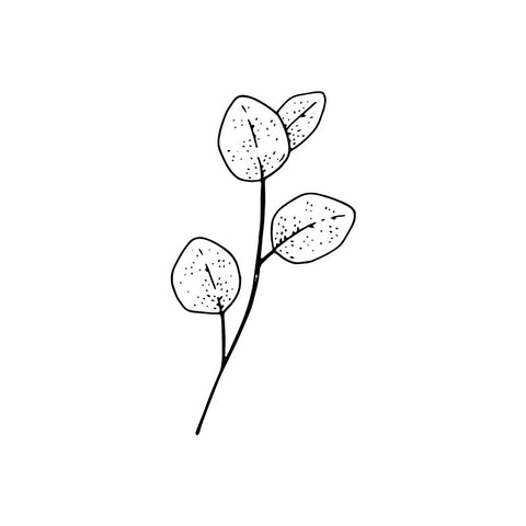 eucalyptus leaf stem black and white drawing by Wild Planet Aromatherapy