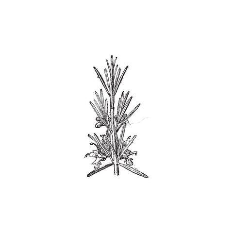 black and white drawing of rosemary by Wild Planet Aromatherapy
