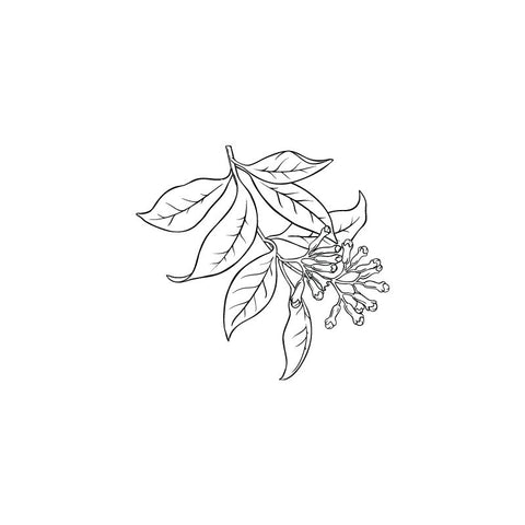Clove bud black and white drawing by Wild Planet Aromatherapy