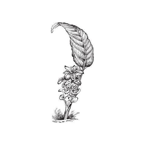 black and white drawing of a ginger plant by Wild Planet Aromatherapy