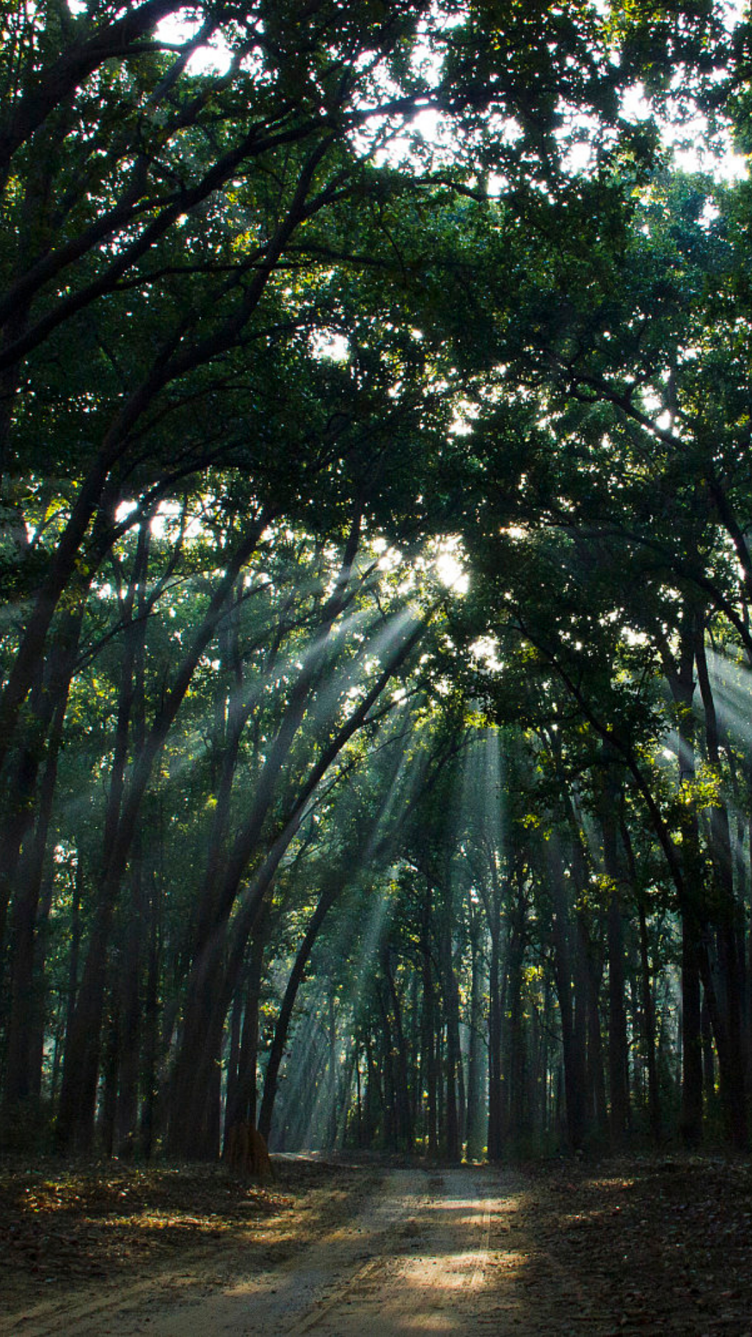 Trees in dappled sunlight from the Forest Bathing blog by Wild Planet Aromatherapy