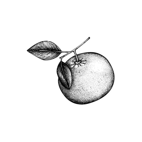 Black and white drawing of a bergamot 
