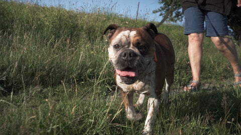 Hundeleine Hund Leine Halsband Hundehalsband