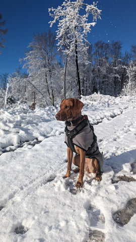 WowWow Harness Khaki im Schnee