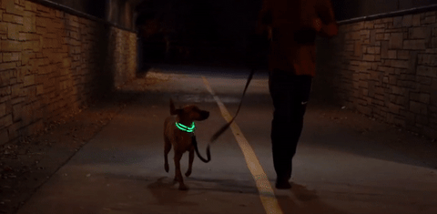 Nylon LED Dog Collar – onlineCharis