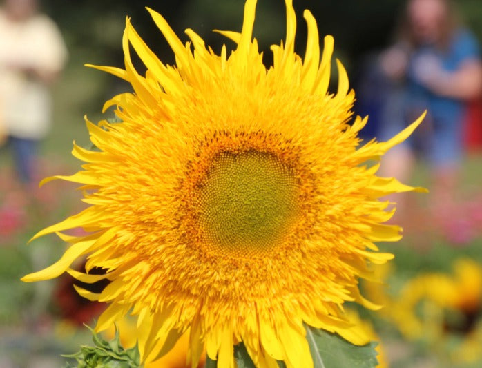 Sunflower – Stokoe Farms