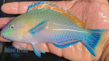 Quoyi Parrotfish #3