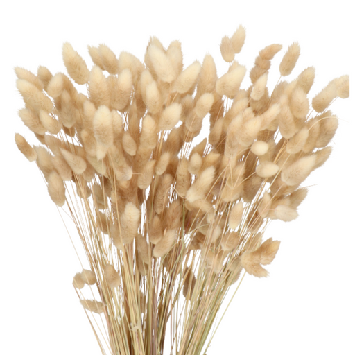 Dried Lagurus Grass, Hot Pink (Bunny Tails) 50-70cm 90gm