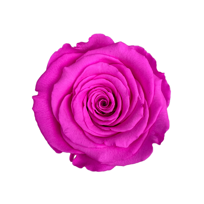 Preserved Rose PIN 07 LL+