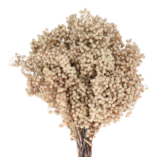 Dried Fluffy Reed Pampas Grass — Plenty Flowers