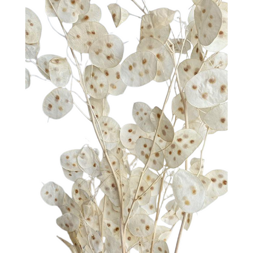 Dried Gypsophilia Baby Breath — Plenty Flowers