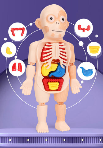 corpo humano 3d para educação