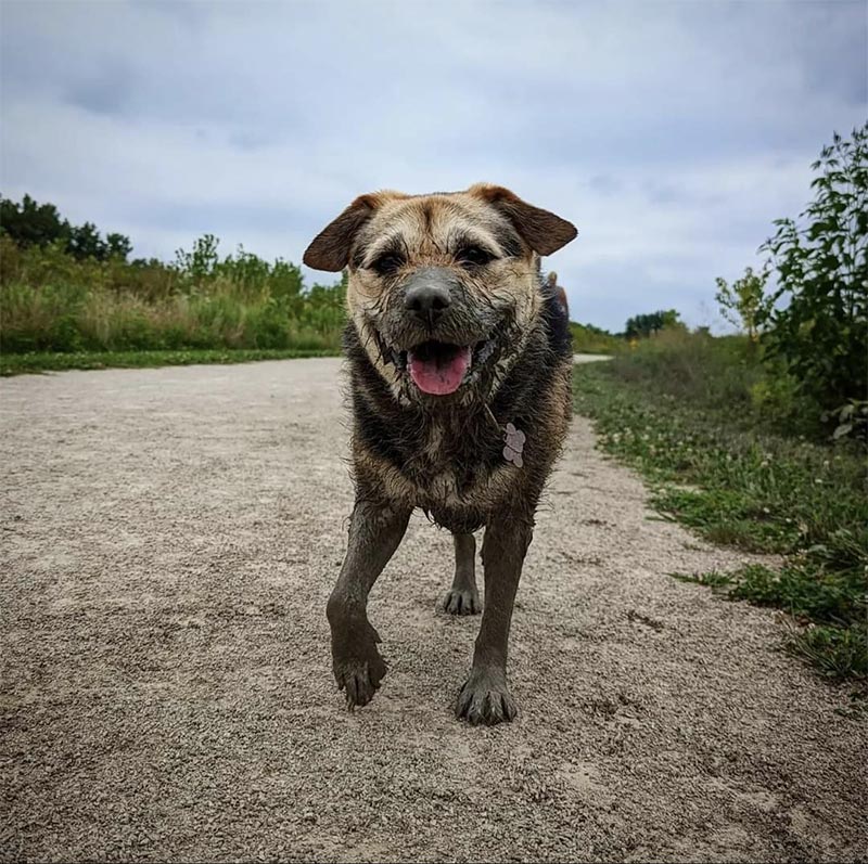 My Magic Carpet's 2023 Dirty Dog Contest 1st Place Winner Heaven all muddy walking along a dirt path.