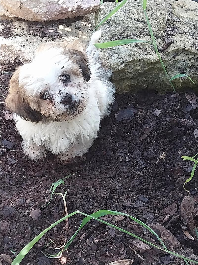 My Magic Carpet's 3 Annual Dirty Dog Conest 3rd Place Winner, Miss Poppy Piddlestix after digging a hole.