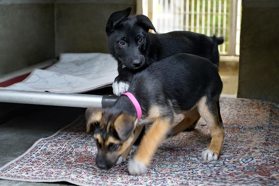 Two puppies at the South Los Angeles Animal Shelter playing on a My Magic Carpet washable rug.