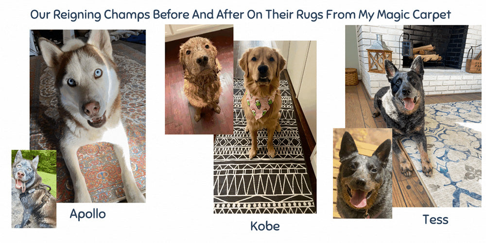 Three dogs, Apollo, Kobe and Tess dirty and then clean sitting on their area rugs with our reigning champs before and after on their rugs from my magic carpet. 