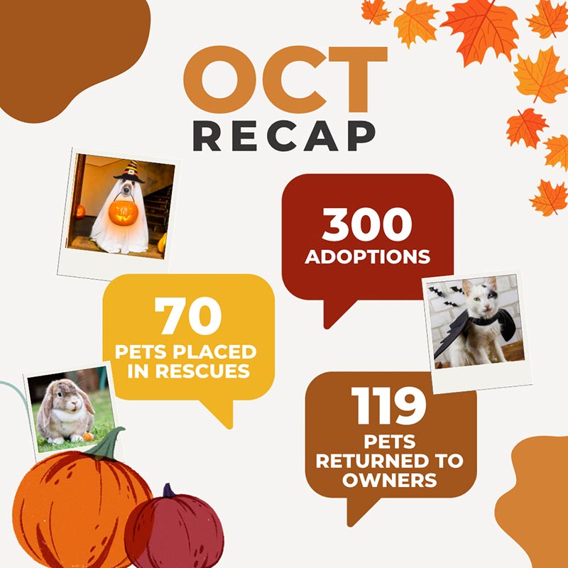 Animal friends of the Valley October recap for adoptions- 70 pets placed in rescues, 300 adoptions, 119  pets returned to owners in fall colors.