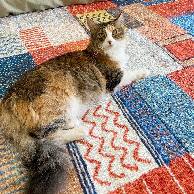 A cat sitting on a My Magic Carpet Patchwork Multicolor washable rug