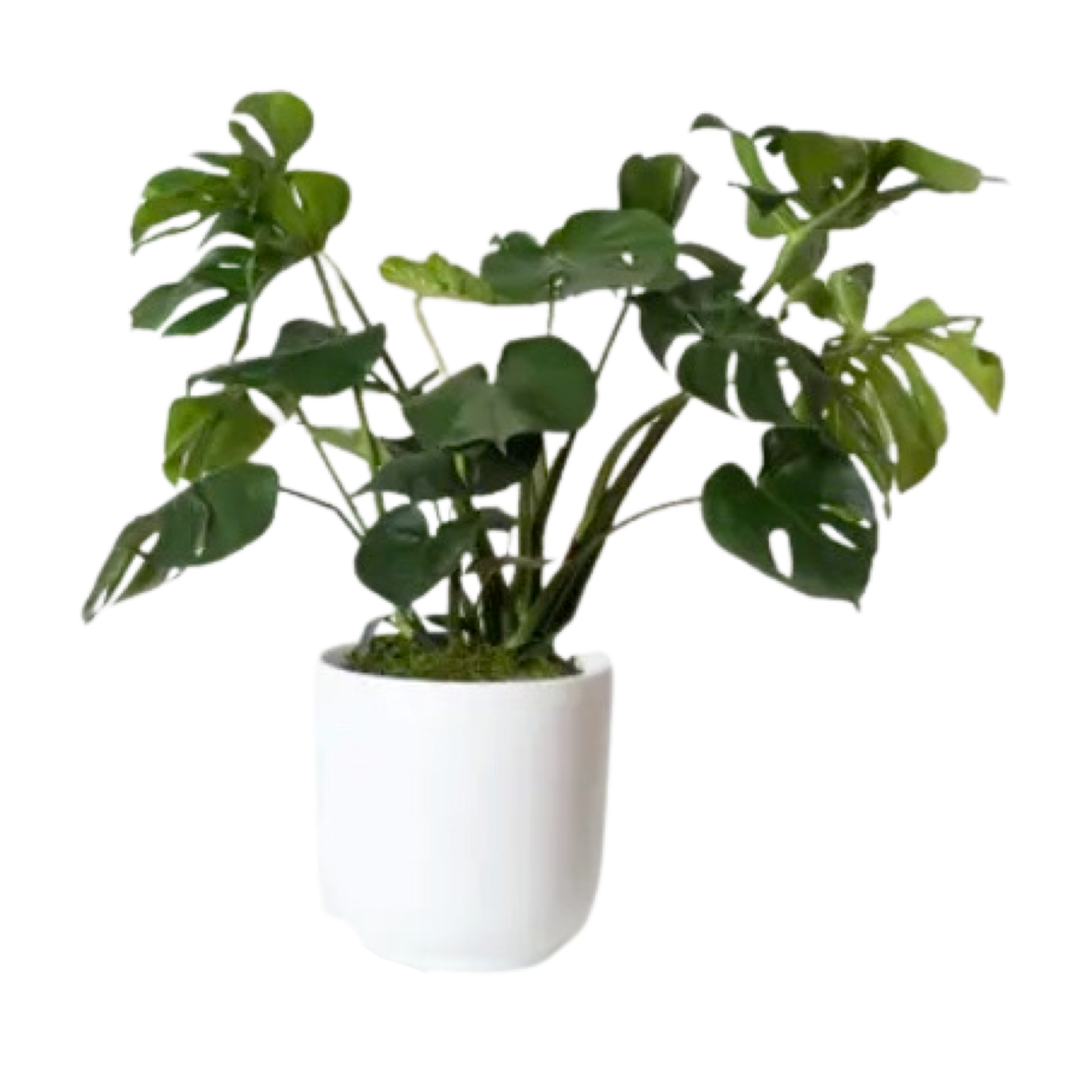 Monstera 2-3 ft. tall (Delivery & Setup Included)