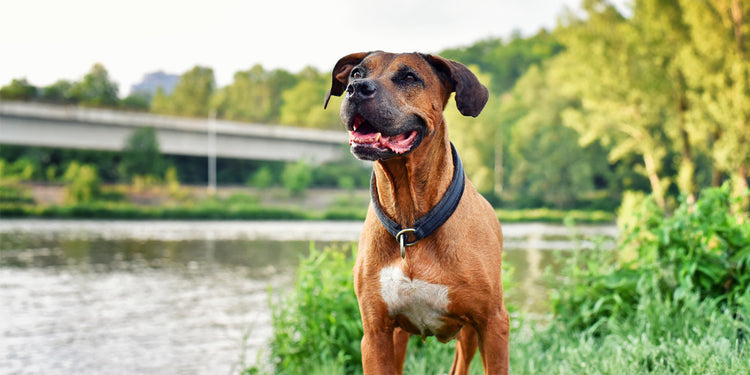 can truckers take their dogs on the truck