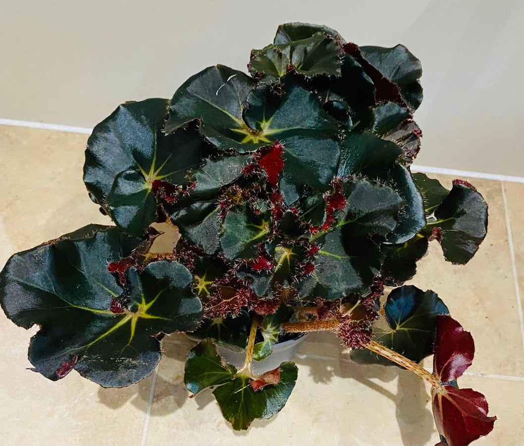 Begonia Erythrophylla Black Jungle – Cassandra's Plants