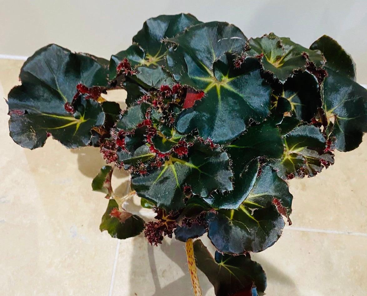 Begonia Erythrophylla Black Jungle – Cassandra's Plants