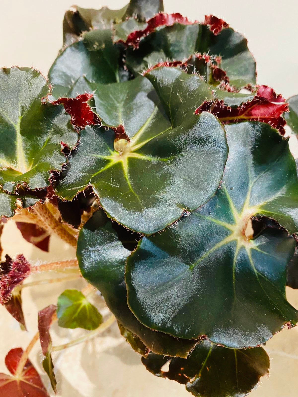 Begonia Erythrophylla Black Jungle – Cassandra's Plants