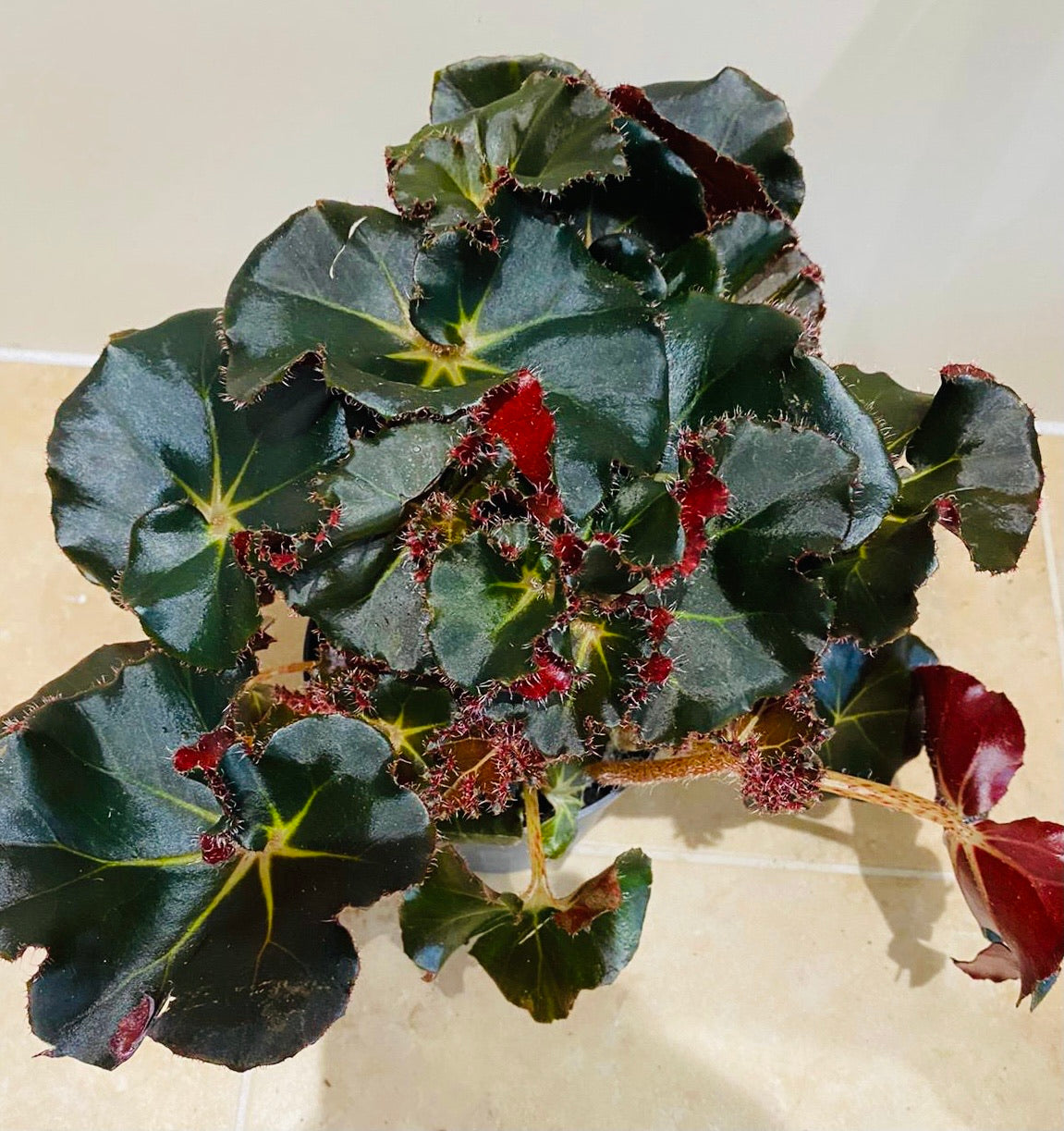 Begonia Erythrophylla Black Jungle – Cassandra's Plants