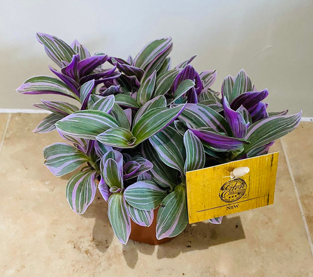 Tradescantia Sweetness – Cassandra’s Plants