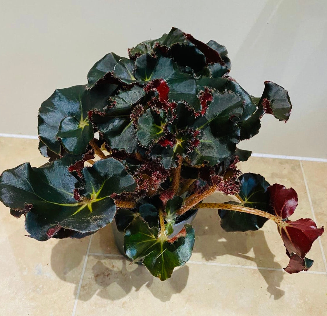 Begonia Erythrophylla Black Jungle – Cassandra's Plants