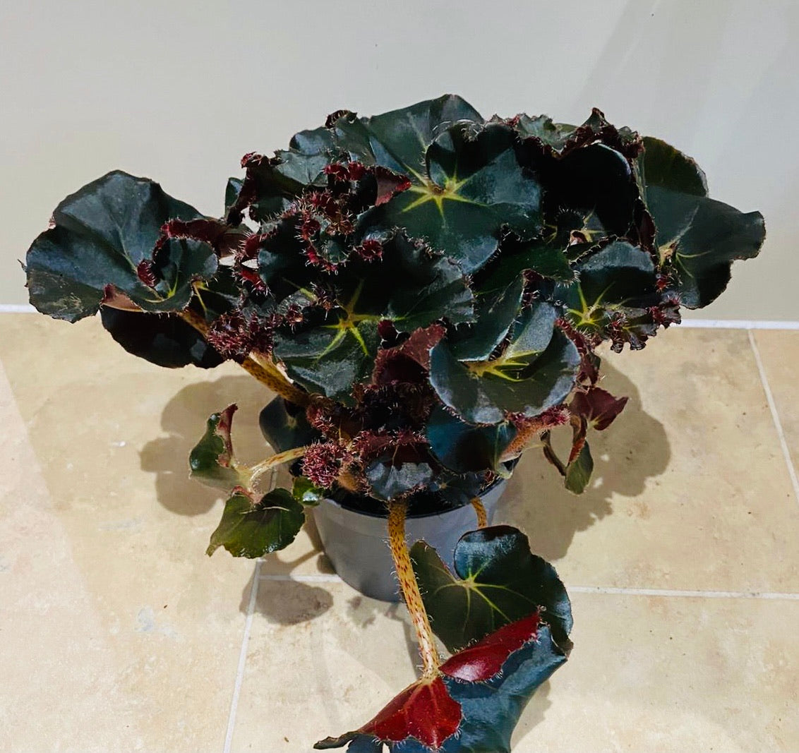 Begonia Erythrophylla Black Jungle – Cassandra's Plants