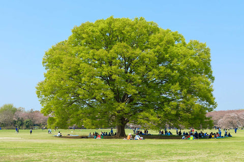 Keyaki (Japanese Elm)