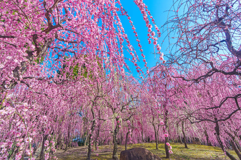 Japanese Plum Tree