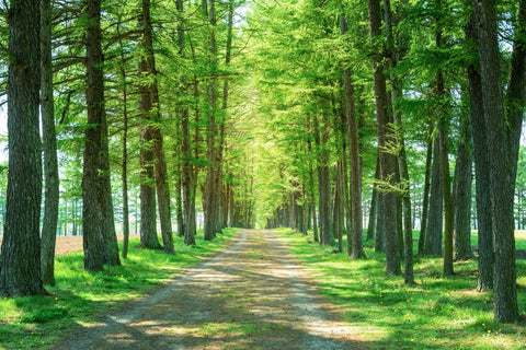 Karamatsu (Japanese Larch)