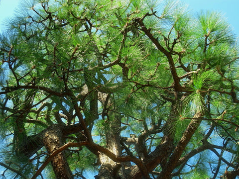 Japanese Red Pine