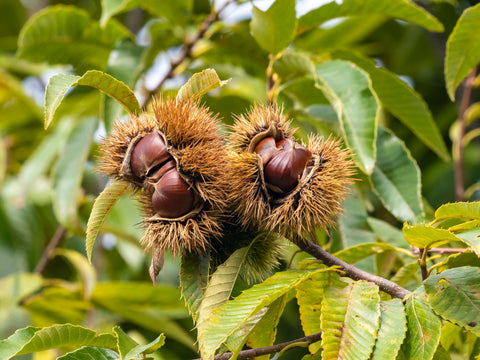 Japanese Chestnut Tree