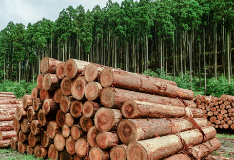 Sugi (Japanese Cedar)